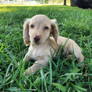 Dachshund Puppy Miles