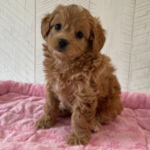 Cavapoo Puppy Queenie
