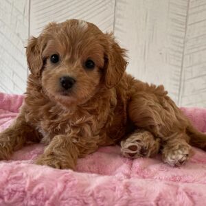 Cavapoo Puppy Queenie