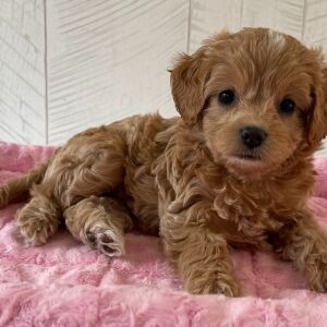 Cavapoo Puppy Queenie
