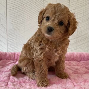Cavapoo Puppy Queenie
