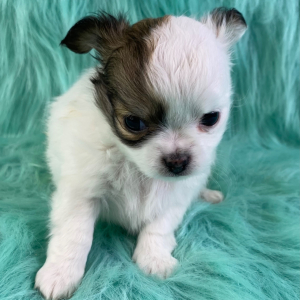Chihuahua Puppy Nate