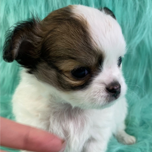 Chihuahua Puppy Nate