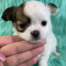 Chihuahua Puppy Nate