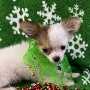 Chihuahua Puppy Nate