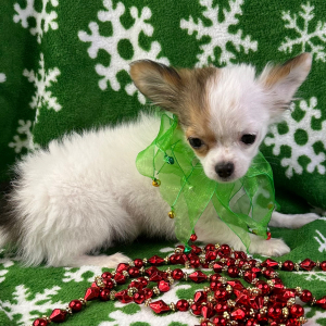 Chihuahua Puppy Nate