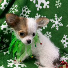 Chihuahua Puppy Nate