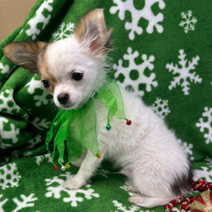 Chihuahua Puppy Nate