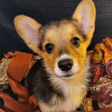Pembroke Welsh Corgi Puppy Nova