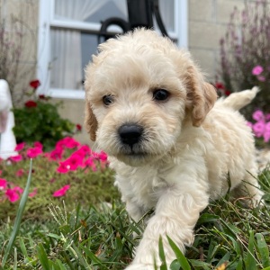 Goldendoodle Puppy Greta