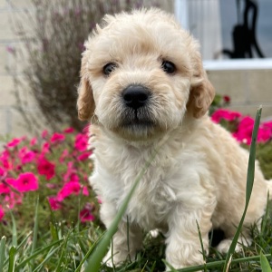 Goldendoodle Puppy Greta