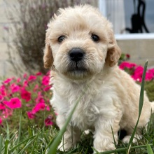 Goldendoodle Puppy Greta