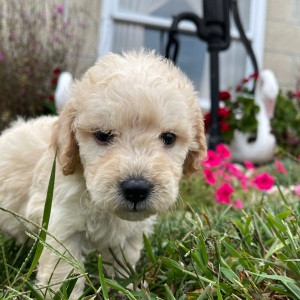 Goldendoodle Puppy Greta
