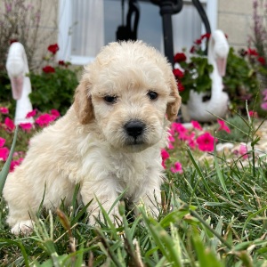 Goldendoodle Puppy Greta