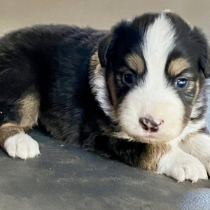 Australian Shepherd Puppy Kit Kat