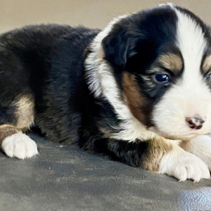 Australian Shepherd Puppy Kit Kat