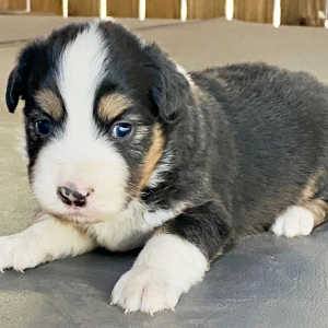 Australian Shepherd Puppy Kit Kat