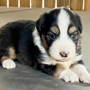 Australian Shepherd Puppy Kit Kat