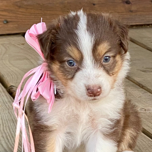 Australian Shepherd Puppy Kit Kat