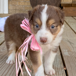 Australian Shepherd Puppy Kit Kat