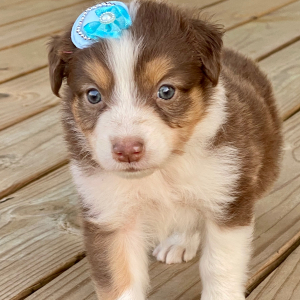 Australian Shepherd Puppy Kit Kat