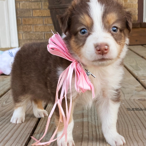 Australian Shepherd Puppy Kit Kat