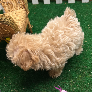 Maltipoo Puppy JoJo