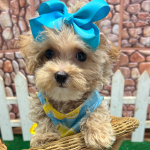 Maltipoo Puppy JoJo