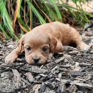 Cavapoo Puppy Flower