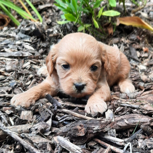 Cavapoo Puppy Flower