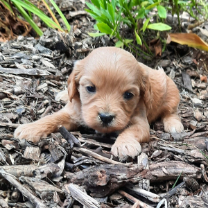 Cavapoo Puppy Flower