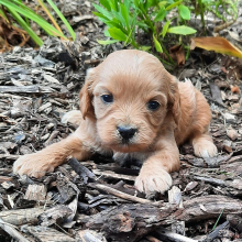 Cavapoo Puppy Flower