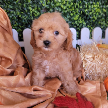 Cavapoo Puppy Flower