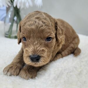 Goldendoodle Puppy Peyton