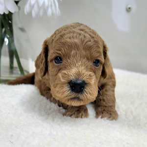 Goldendoodle Puppy Peyton
