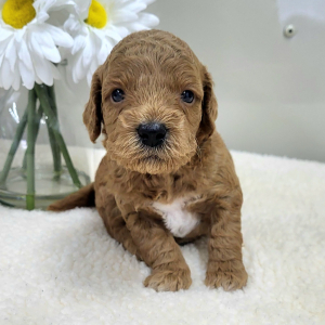 Goldendoodle Puppy Peyton