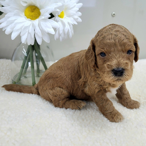 Goldendoodle Puppy Peyton