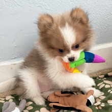 Pomeranian Puppy Sparky