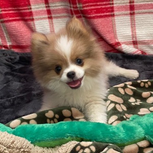 Pomeranian Puppy Sparky