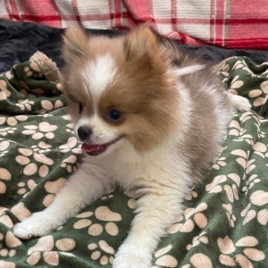 Pomeranian Puppy Sparky