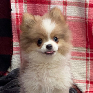Pomeranian Puppy Sparky