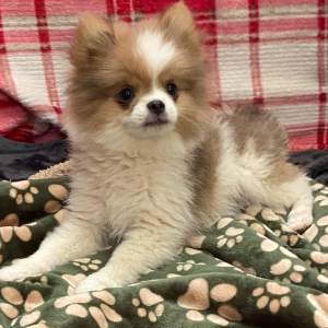 Pomeranian Puppy Sparky