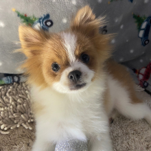Pomeranian Puppy Sparky