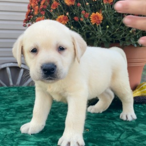 Labrador Retriever Puppy Sherlock
