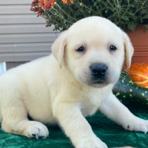 Labrador Retriever Puppy Sherlock