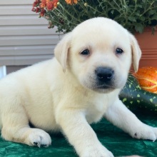 Labrador Retriever Puppy Sherlock