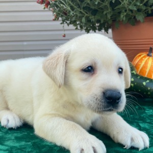 Labrador Retriever Puppy Sherlock