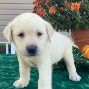 Labrador Retriever Puppy Sherlock