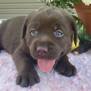 Labrador Retriever Puppy Tess