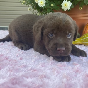 Labrador Retriever Puppy Tess